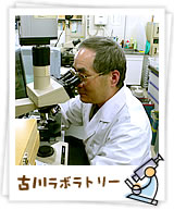 古川ラボラトリー