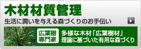 木材材質管理　生活に潤いを与える森づくりのお手伝い　広葉樹専門家　多様な木材「広葉樹材」理論に基づいた有用な森作り