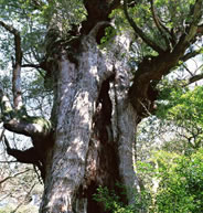 広葉樹の材質形成には一定の法則がある！それが、「「材質形成理論」