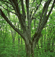 広葉樹の材質形成には一定の法則がある！それが、「「材質形成理論」