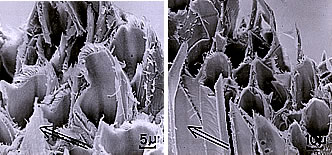 未利用・未活用研究資源について